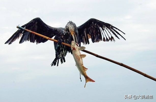 浍沟镇鸬鹚文化节,灵璧鸬鹚捕鱼节