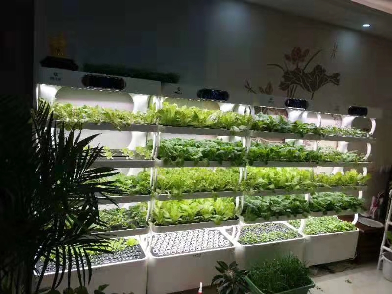 盆栽蔬菜在超市卖,太原阳台盆栽蔬菜哪里有卖
