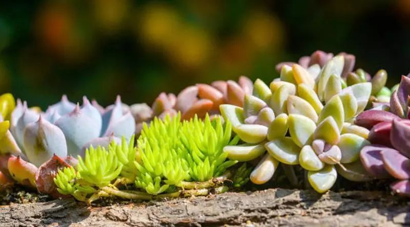 室雅何须大，花香不在多，在小屋里赏花种草，把日子过得刚刚好