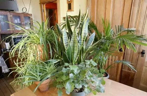 室内盆栽植物怎么杀菌,家里绿植叶子怎么清洁更亮