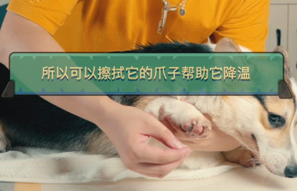 猫狗夏天会热中暑吗,中暑怎么刮痧中暑的急救小妙招