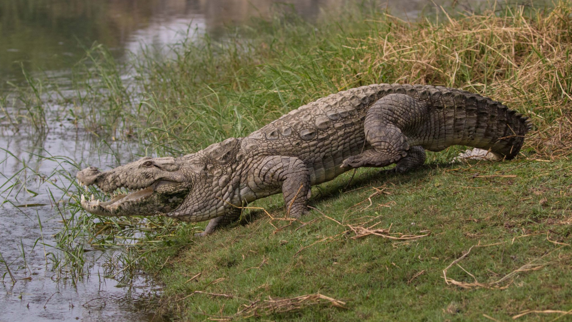 世界上十名最厉害的鳄鱼,科普全世界最大的鳄鱼排名