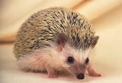 全身长满刺的小刺猬,全身是毛的小刺猬