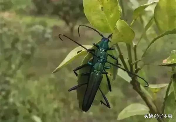 柑橘大实蝇和柑橘小实蝇常规虫害,柑橘虫害高清图谱及防治方法