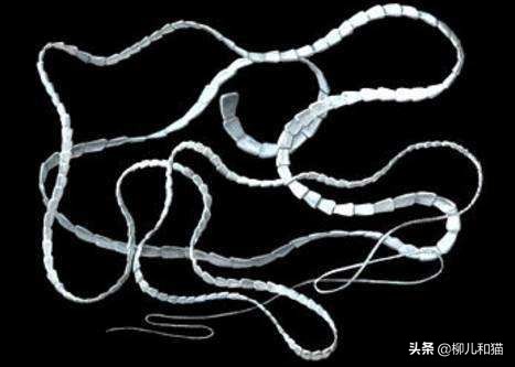 猫咪绦虫驱不干净,猫咪绦虫会不吃不喝吗