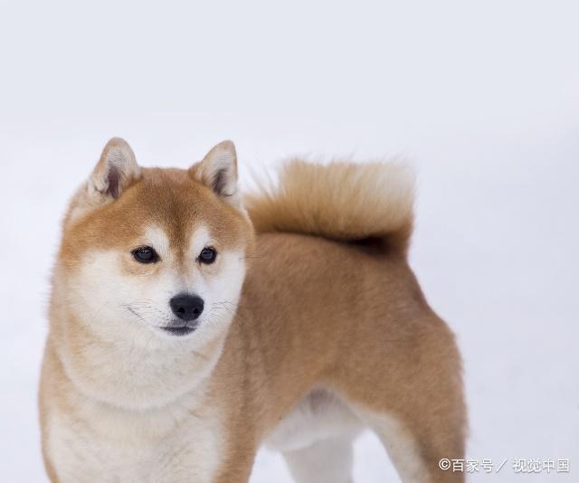 双鱼座狗狗性格特点,狗狗性格特点分析