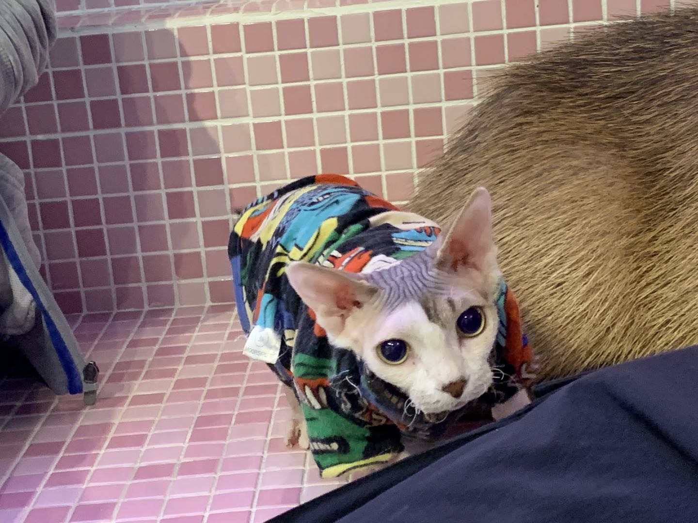 撸动物的网红店顺德,撸小动物的网红店北京世纪金源