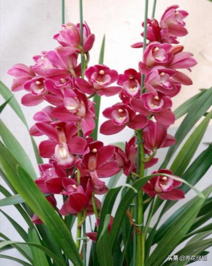 兰花是怎样分类的,兰花分为哪些品种