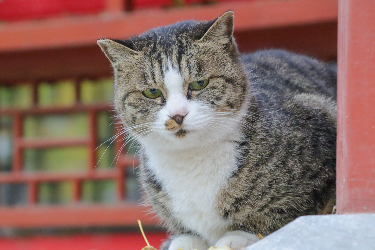 佳能eosm2值得买吗,佳能发布eosm200入门级无反相机