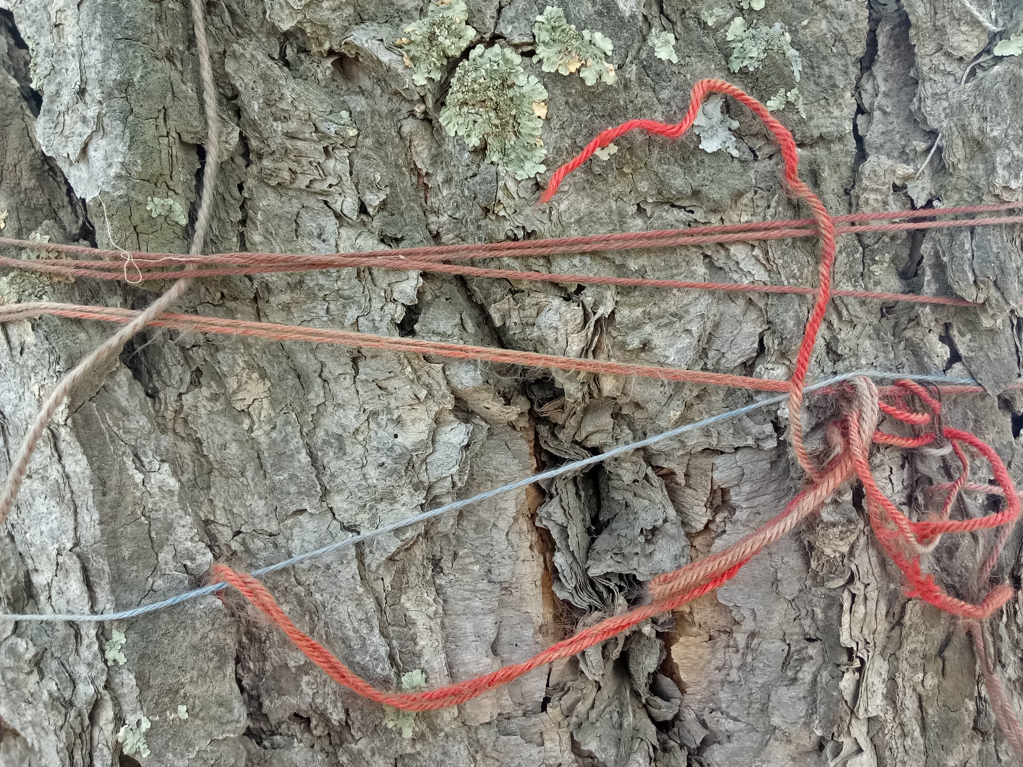 桦树历史痕迹,白桦树以前的故事