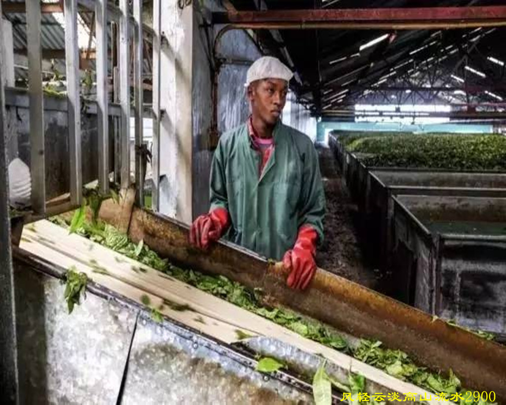 中国红茶肯尼亚红茶,肯尼亚红茶优势