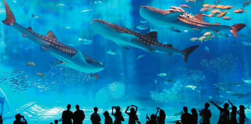 “陕旅一卡通”正式上线！99元畅玩陕旅10大景区