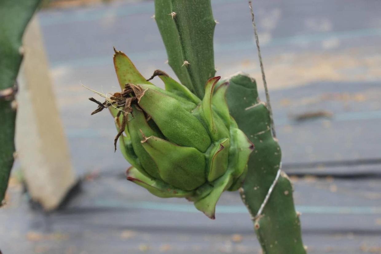 红心火龙果有什么营养有什么好处,火龙果红色的好还是白色的好营养