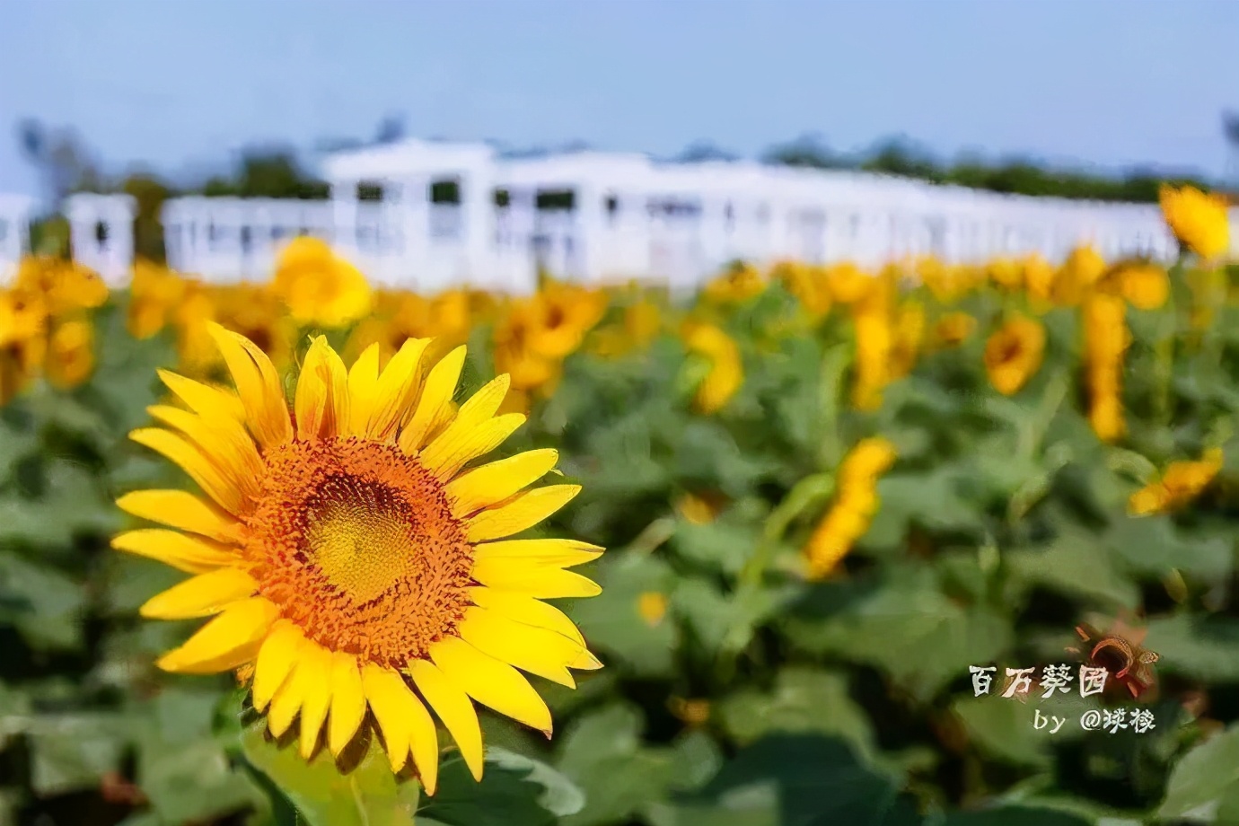 南沙葵园花海景区,广州南沙万顷葵园最佳旅游时间