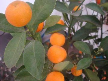 脆甜金桔怎么吃,脆皮金桔怎么那么甜呢