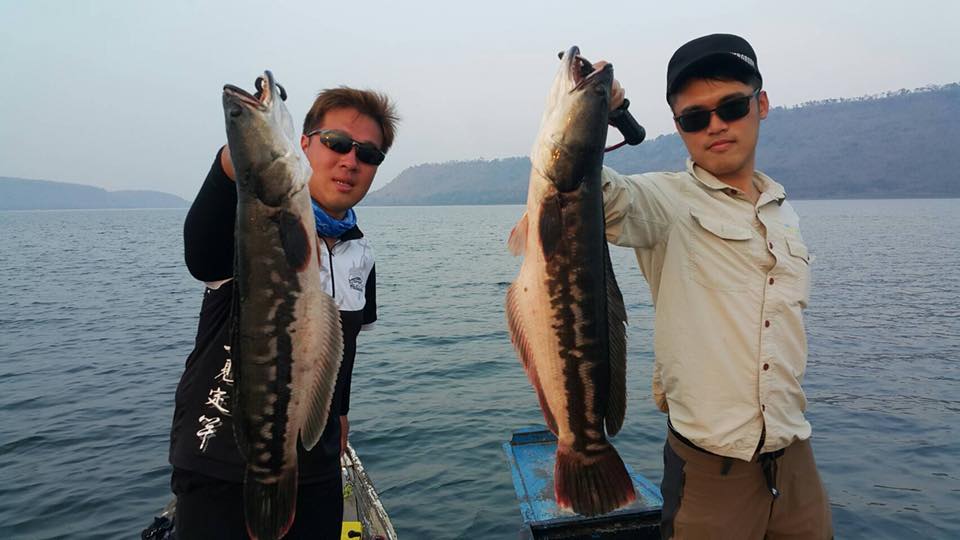 狮子鱼为何在美国泛滥成灾,蛇头鱼在中国为什么不泛滥