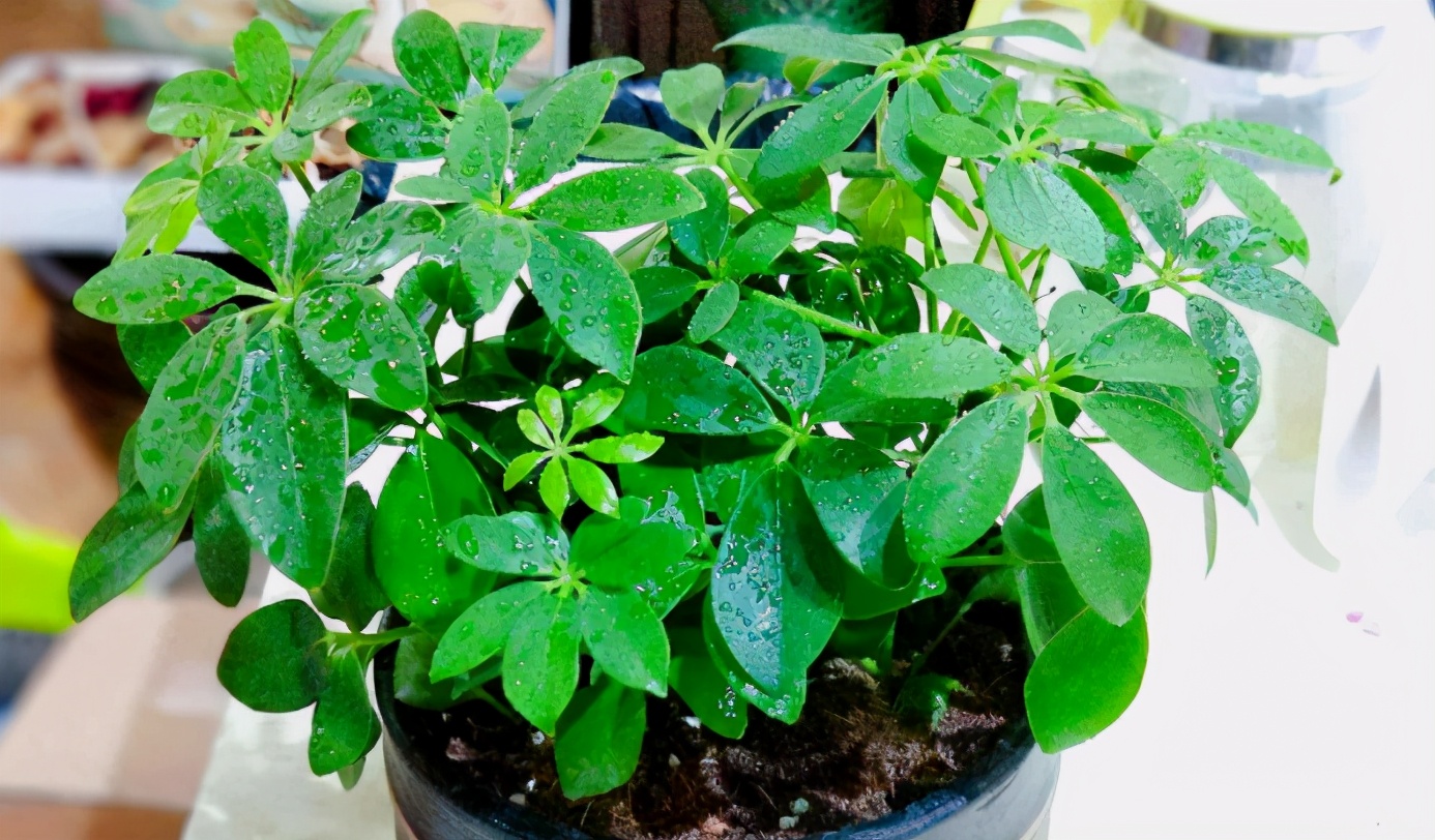 鸭掌木枯黄落叶怎么补救,鸭掌木怎么养枝繁叶茂告别黄叶