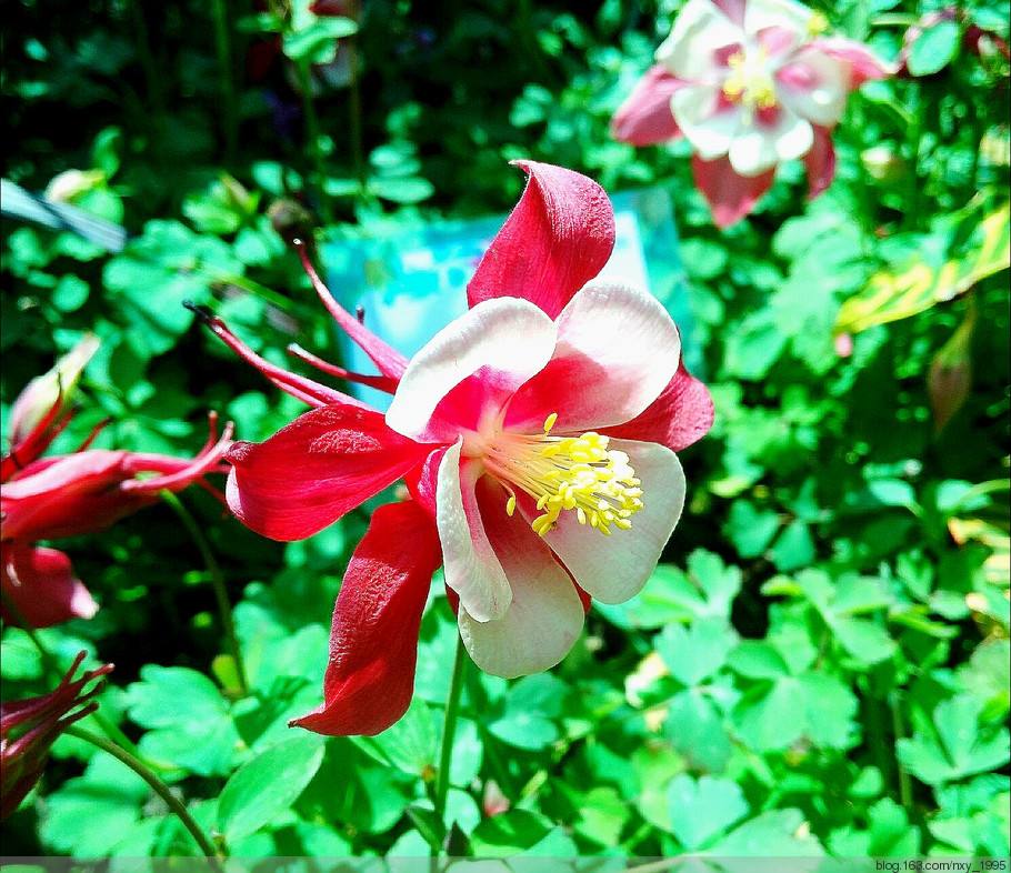 这5种花再好看也别乱养,1月份最好养好看的5种花