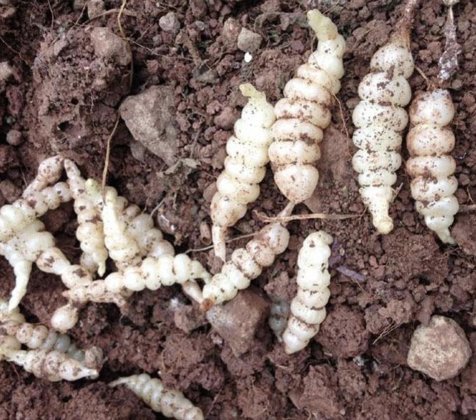 农地里有1种“地环”,比车前草顽强,1斤卖20元,珍贵、值钱