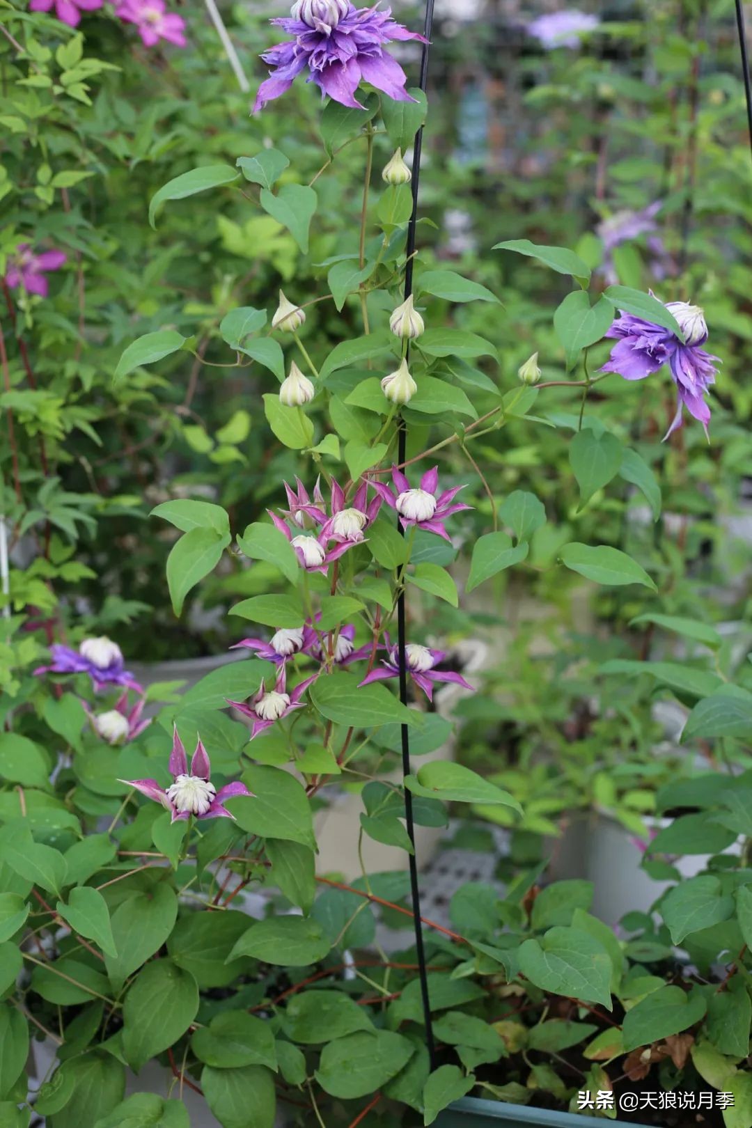 别人做梦都想要的花墙，他早就用铁线莲实现了