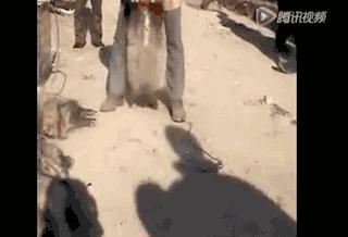 内蒙哪个城市有皮草,皮草之都内蒙