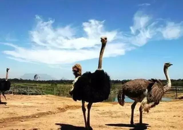 乌拉圭怎么样,乌拉圭的特点