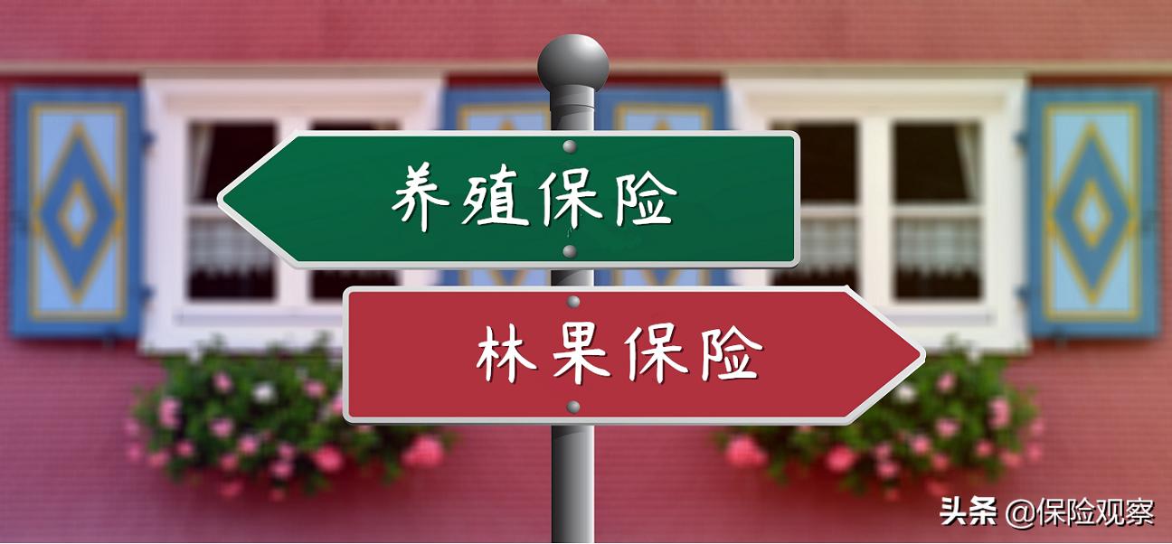 树能买保险吗,树木买什么保险