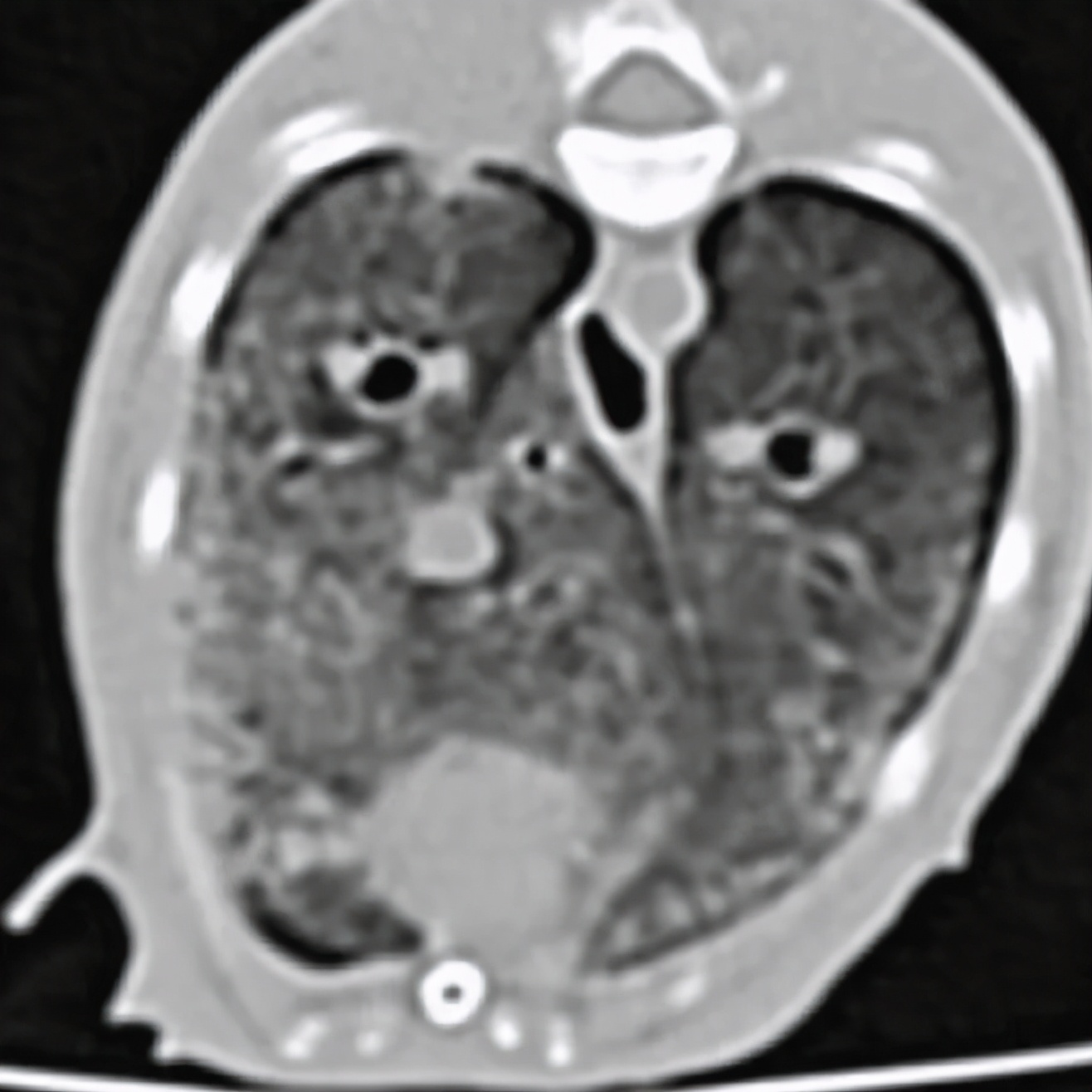 补维生素b猫咪不容易得猫癣,食补补充猫咪的营养