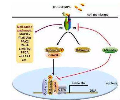 80后科学家预测癌症,两位女性科学家破解了基因锁