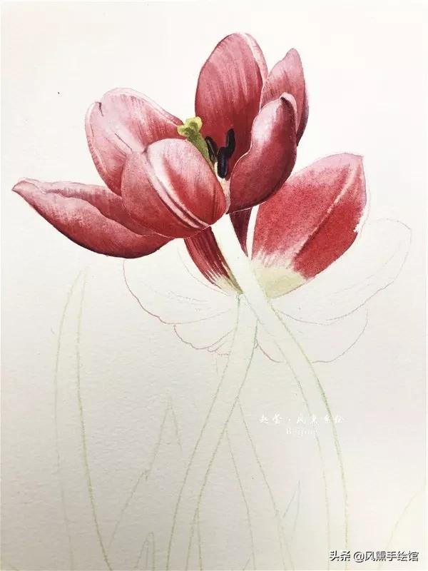 怎么用水彩笔画郁金香教程,粉色水彩郁金香怎么画图片