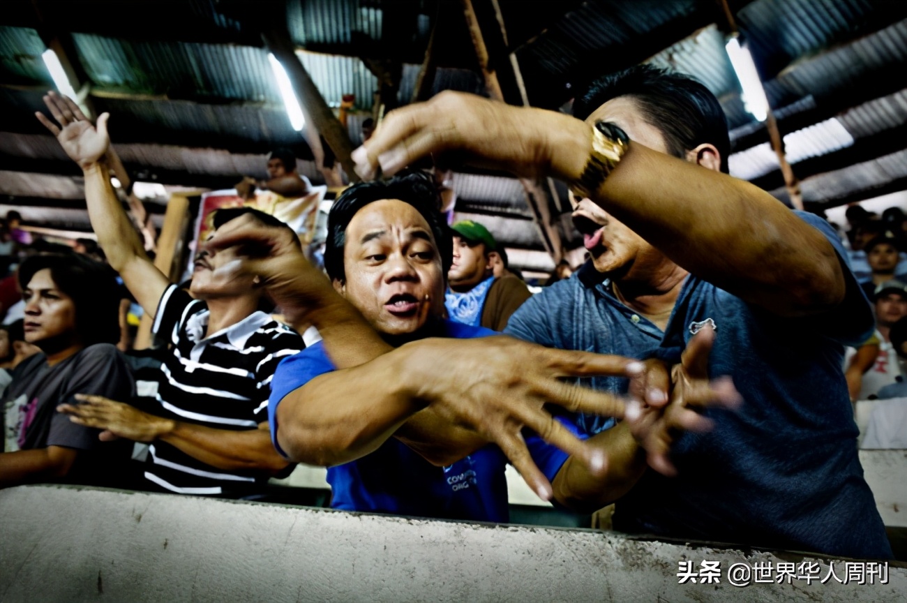 菲律宾斗鸡失误死亡,菲律宾斗鸡带刀杀死主人