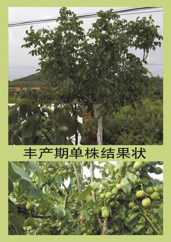 特早熟高产核桃,核桃硒府一号南方种植