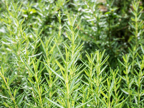 肺热后背长痘痘吃什么中成药,后背长痘和肺有关系吗