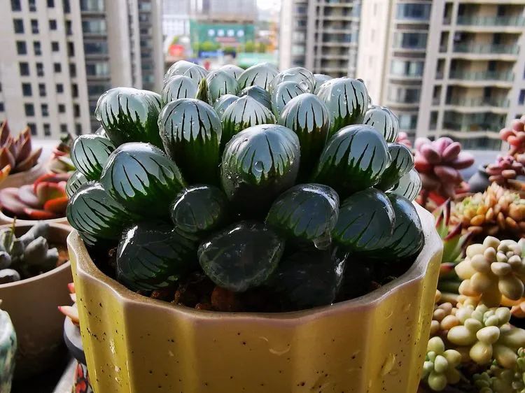 多肉砍头的怎么养,多肉怎么砍头才能爆发