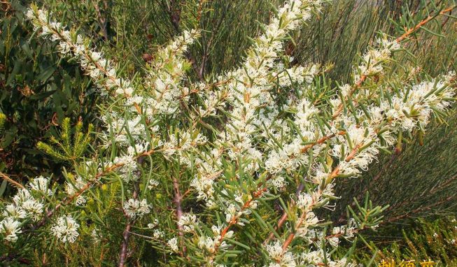 鏈堜寒鏄熷骇鎬庢牱搴斿璐熼潰鎯呯华,鏈堜寒鏄熷骇鎯呯华鐤楁剤