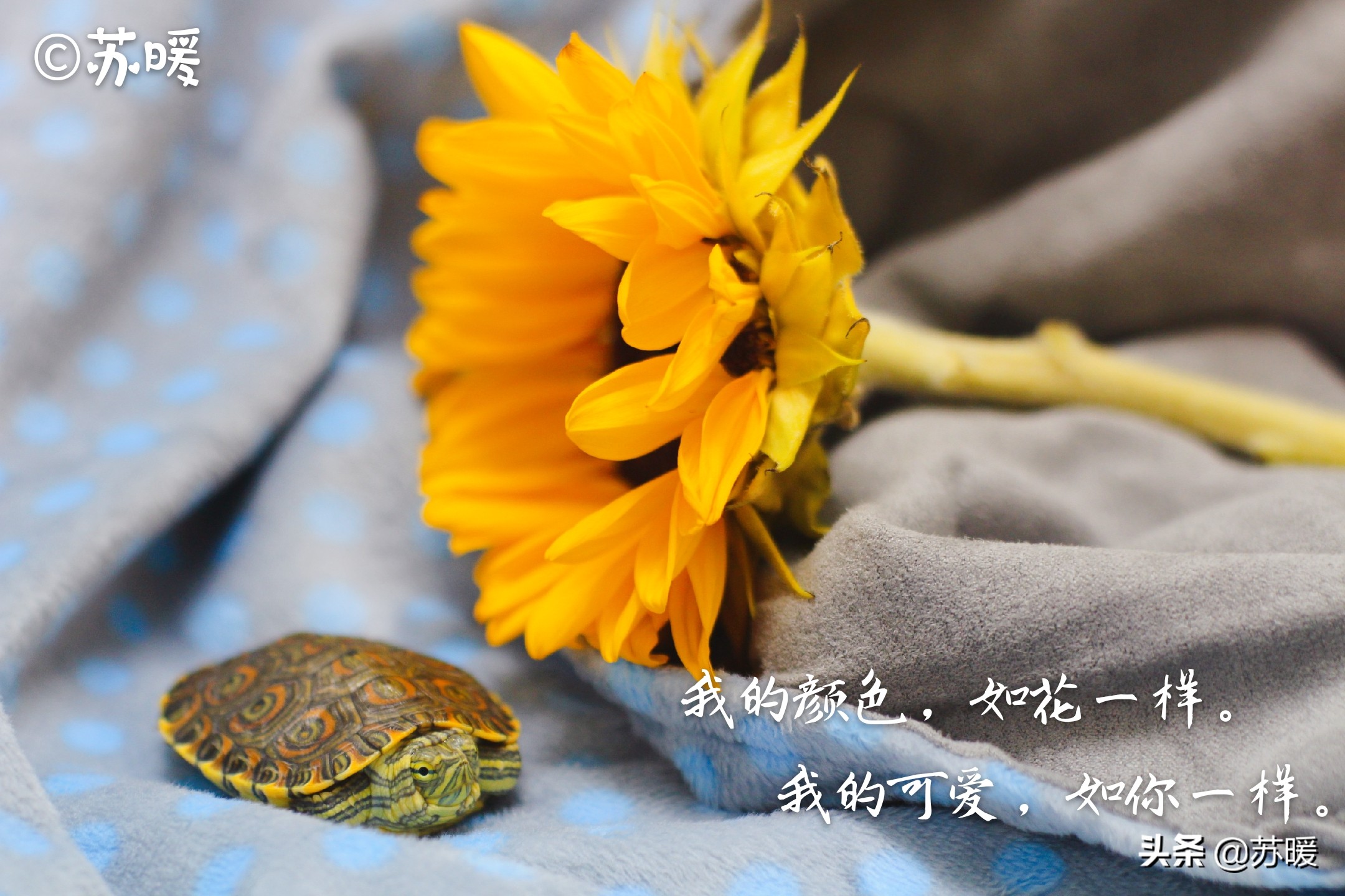 红茶可以治疗乌龟腐皮吗,腐甲腐皮的乌龟怎么治疗