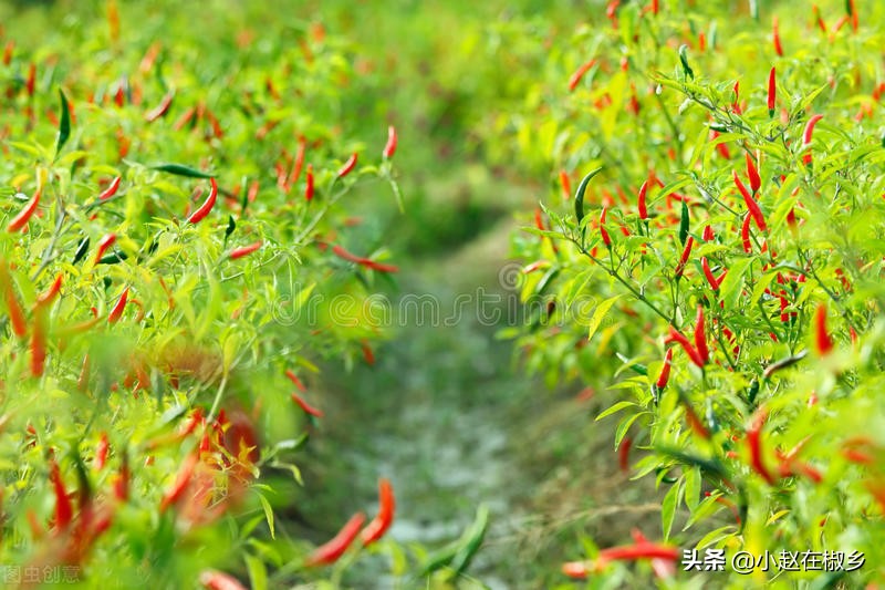 农民工回家创业有什么建议,农民工外出打工回家创业