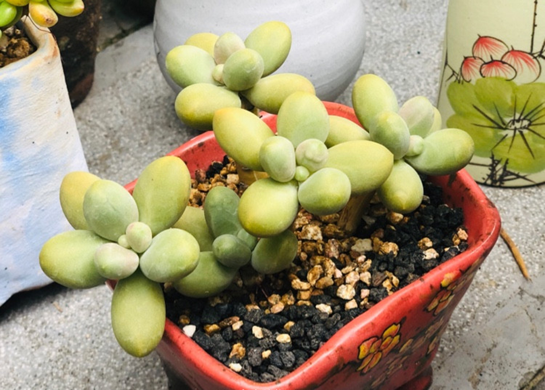 如何预防多肉夏季病虫害,多肉植物的常见病虫害及治愈方法