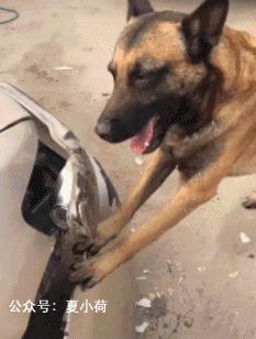 搞笑动图gif图片,搞笑动图gif微信表情包