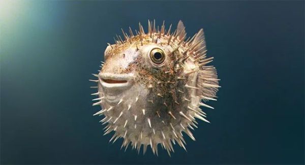 盘点各种呆萌生物,萌萌哒的动物图片大全