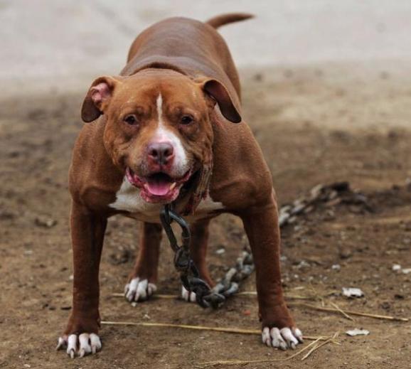 遇到准备挨攻击的狗怎么办,遇到狗攻击怎么对付