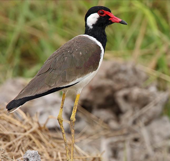广东常见鸟类图谱图文,广东常见鸟类图谱