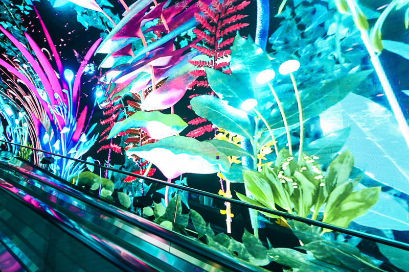 海洋极地海洋世界攻略,正佳极地海洋世界白鲸海象