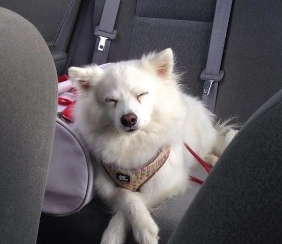 狗狗晕车吃什么可以缓解,怎样缓解狗狗晕车