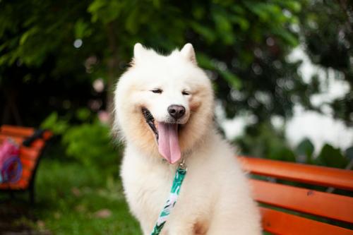 狗狗项圈对狗狗有害处吗,狗狗项圈太紧会造成气管塌陷