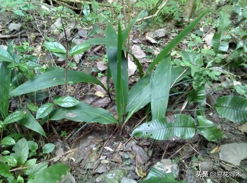 杜鹃兰属于几级保护植物,杜鹃兰品种图片
