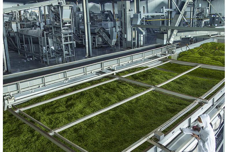 茶叶入门知识100篇,茶叶基础知识100篇