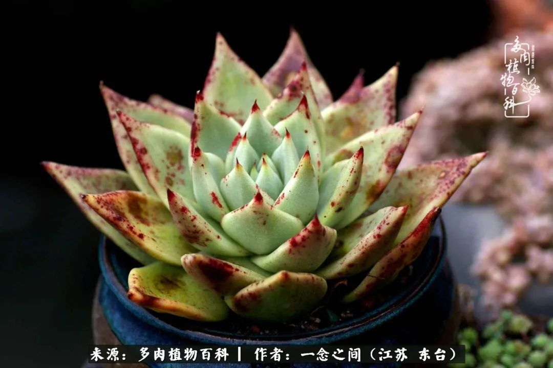 一见多肉误终生,一见多肉误终生从此钱包成路人