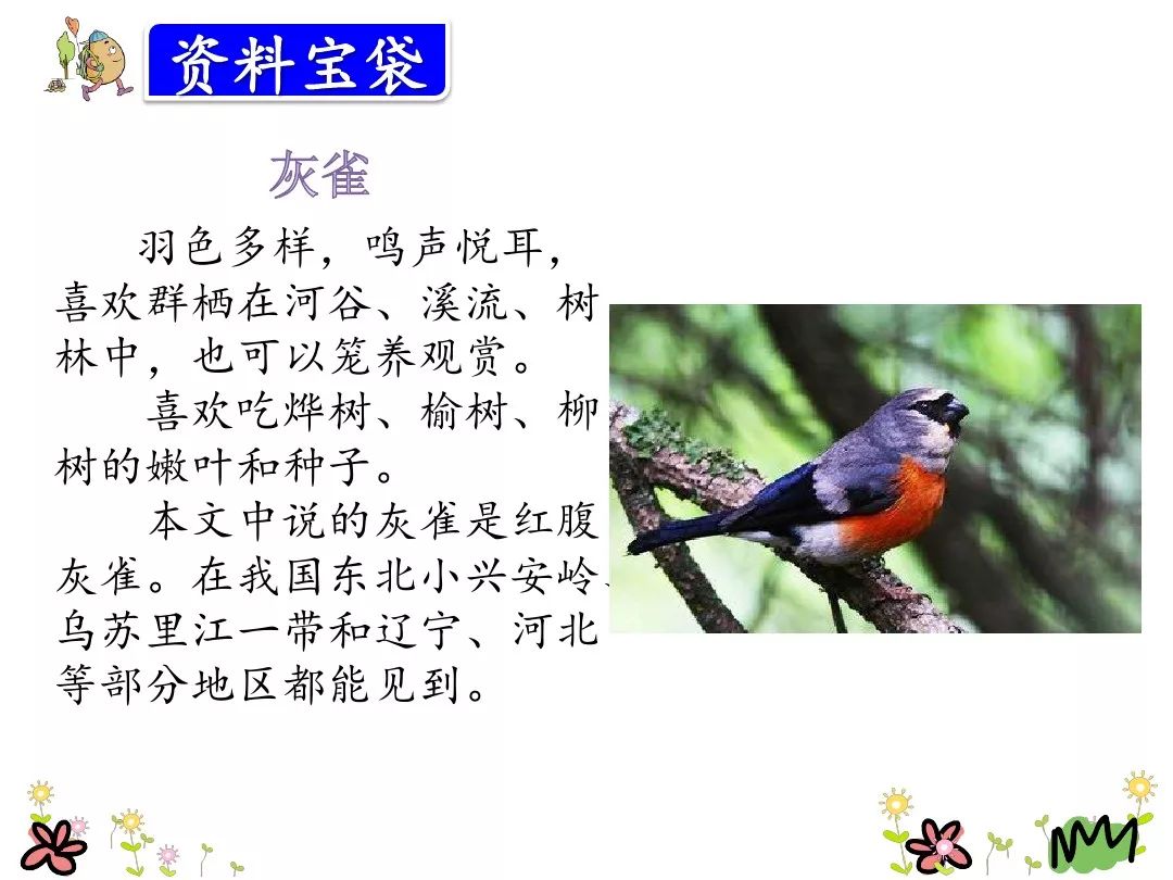 部编三年级语文上第26课灰雀,部编三年级语文上册26课灰雀练习