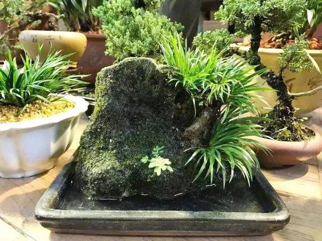 用根雕边角废料拼凑简单山水盆景,山水盆景制作基础方法入门